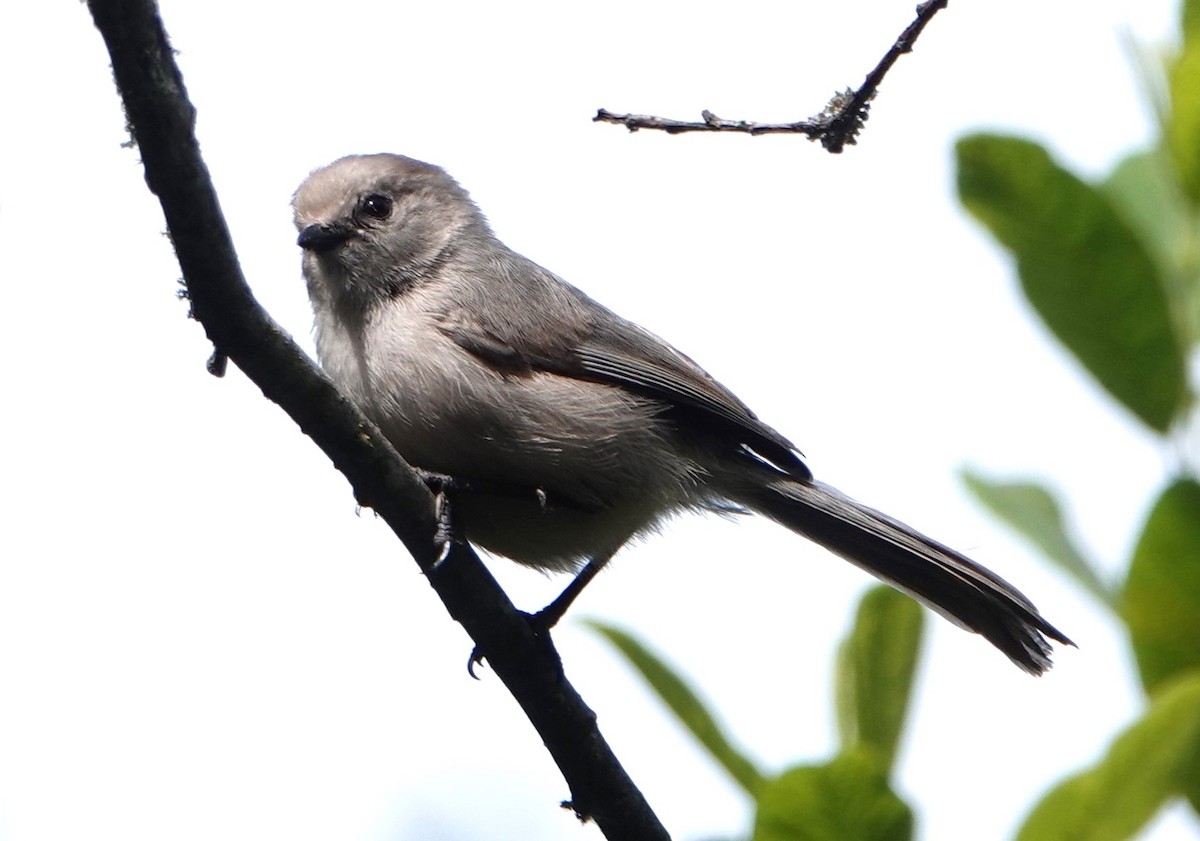 Bushtit - ML620690842