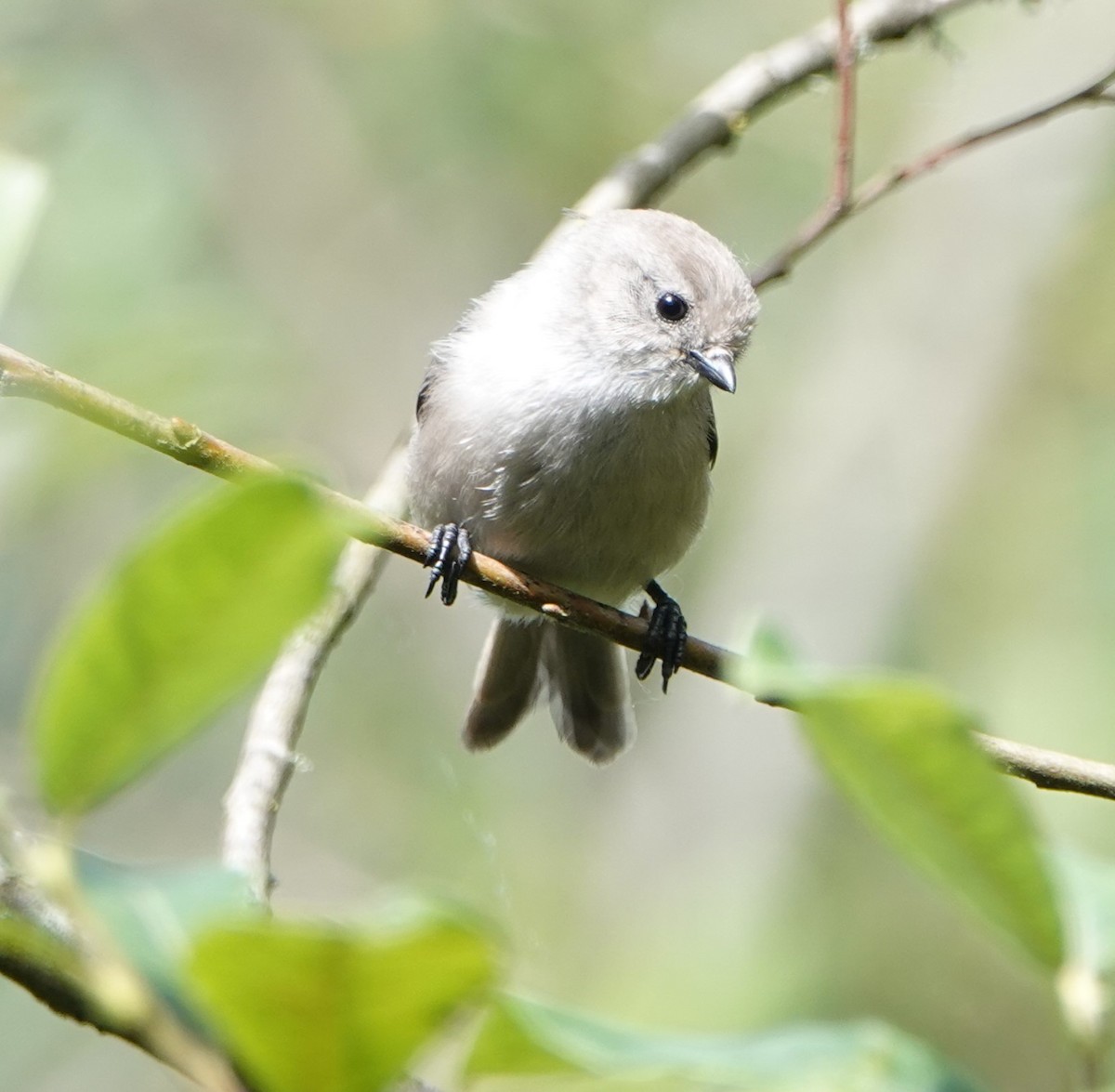 Bushtit - ML620690844