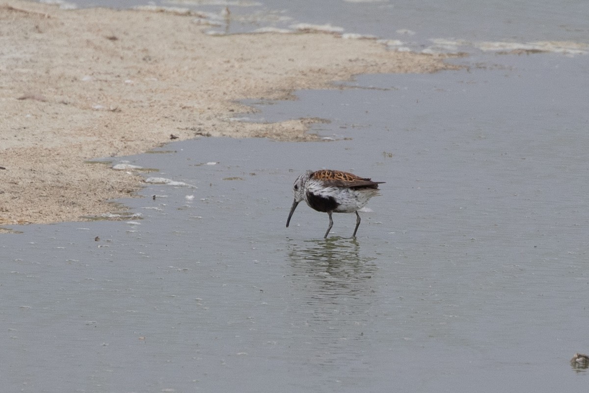 Dunlin - ML620690845