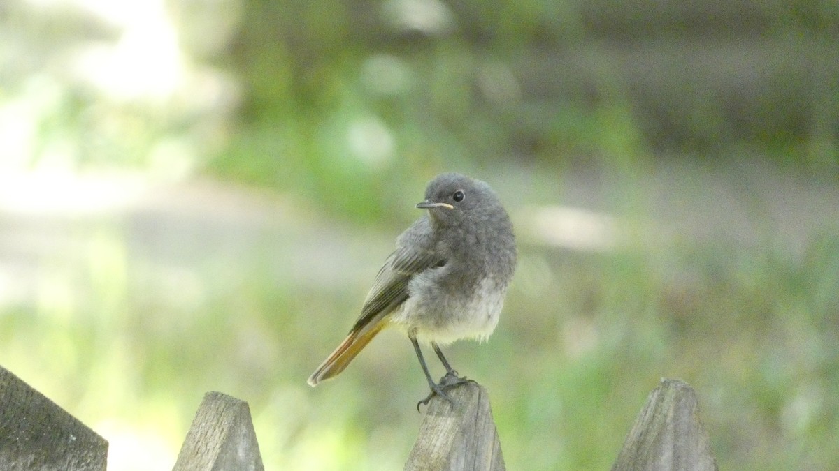 Black Redstart - ML620690847