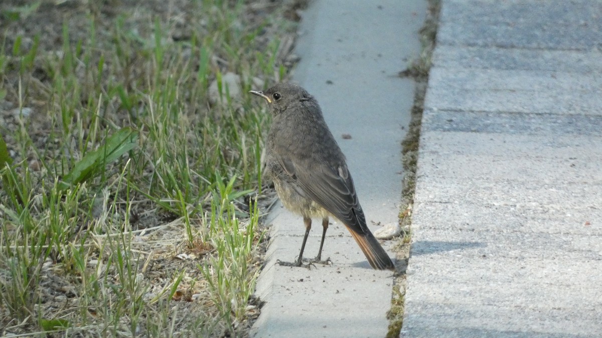 Black Redstart - ML620690848