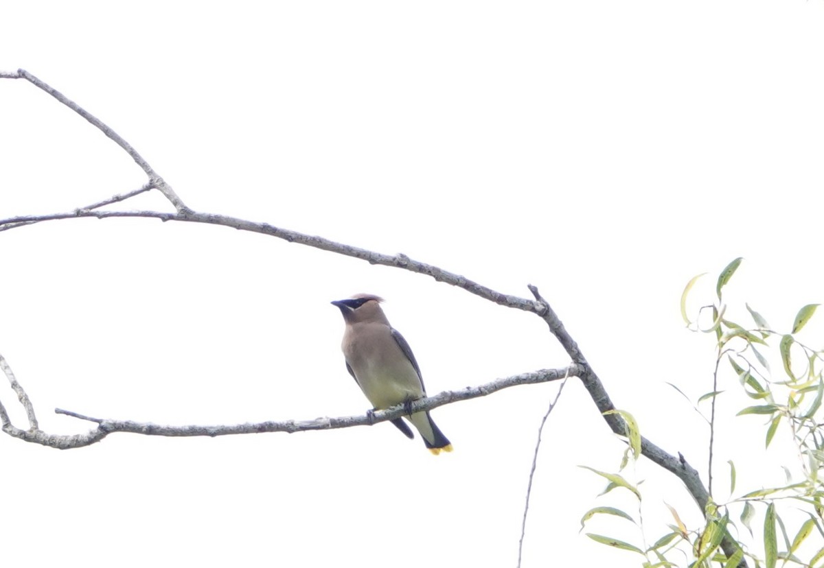 Cedar Waxwing - ML620690851