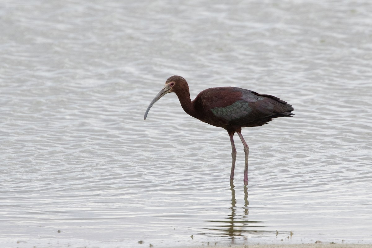 Ibis à face blanche - ML620690853