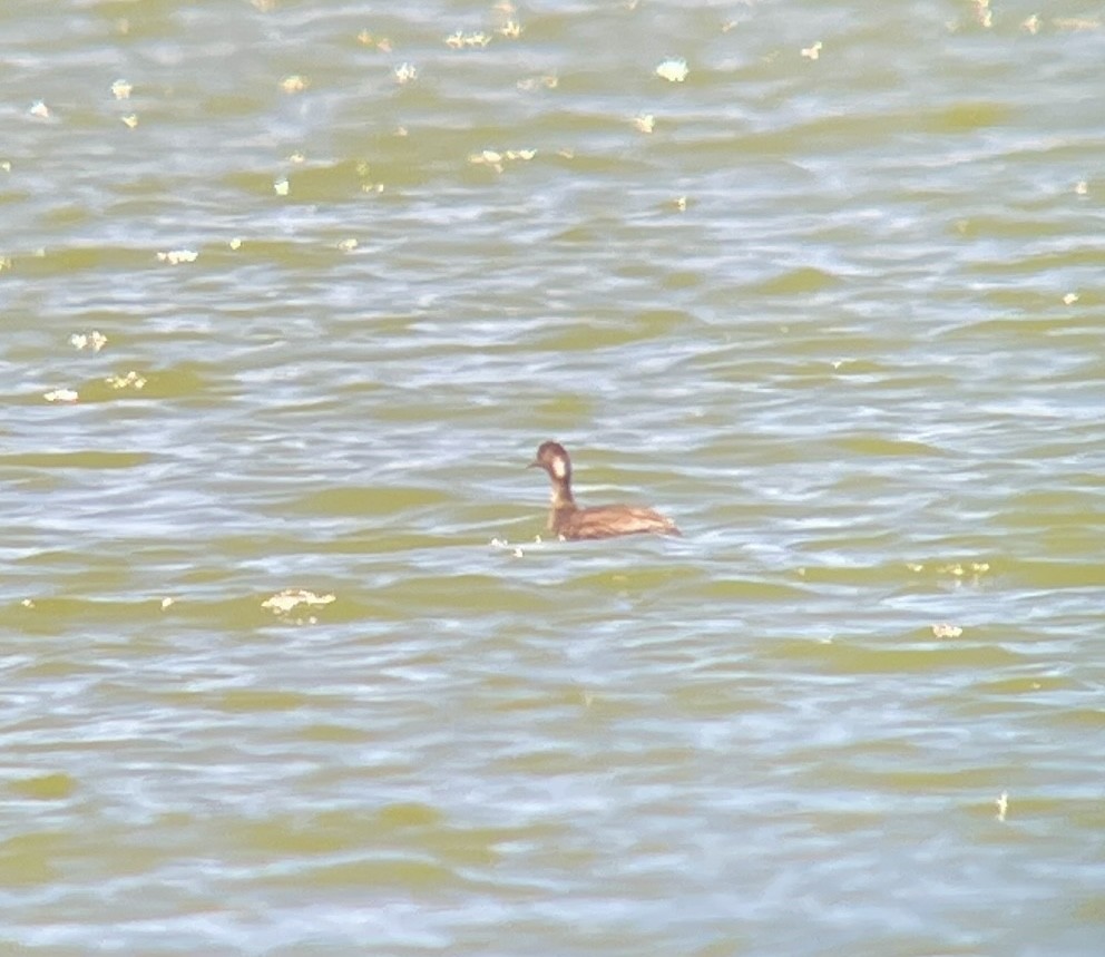 Eared Grebe - ML620690856