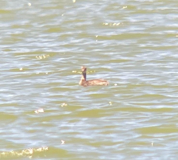 Eared Grebe - ML620690858