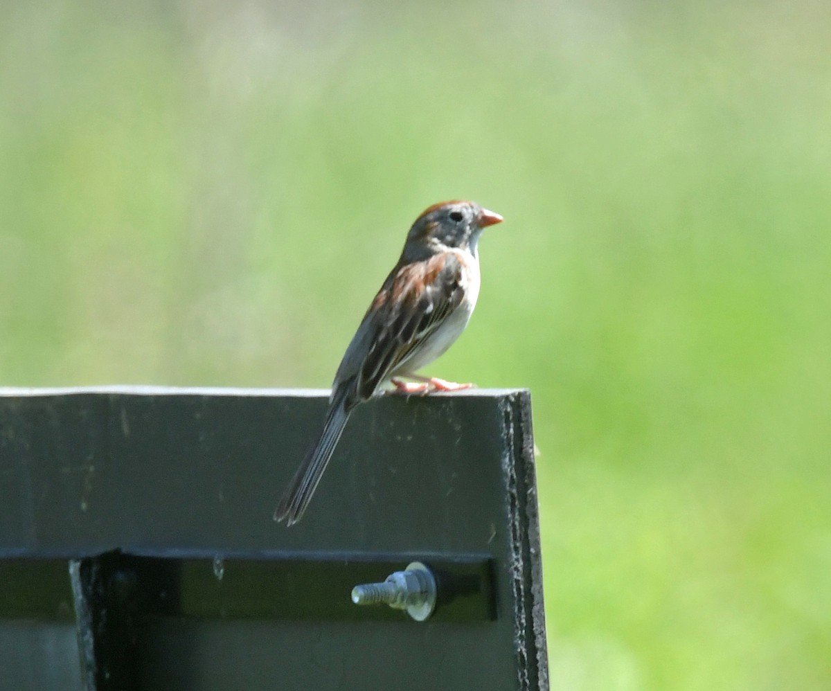 Field Sparrow - ML620690860