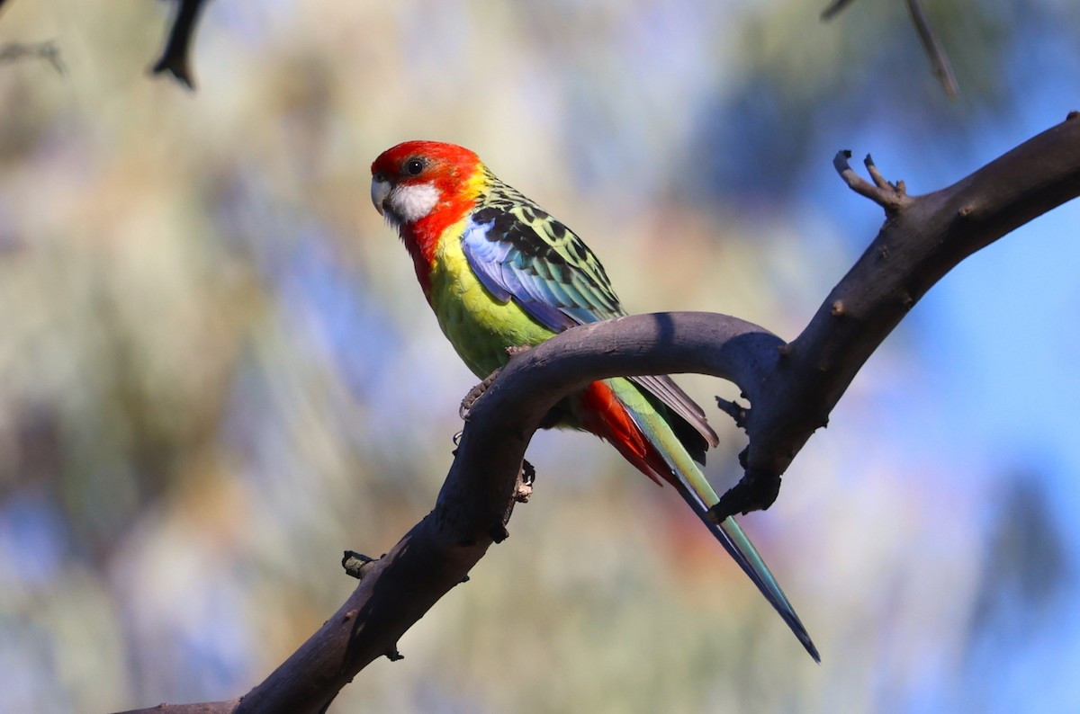 Eastern Rosella - ML620690863