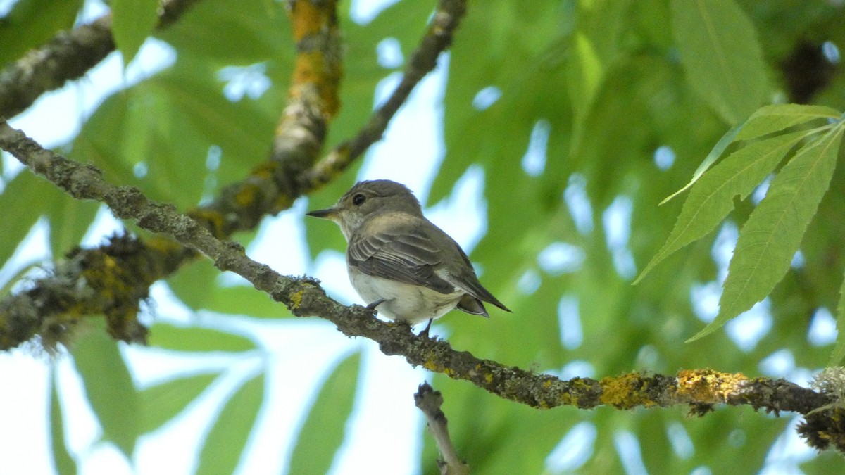 Spotted Flycatcher - ML620690864