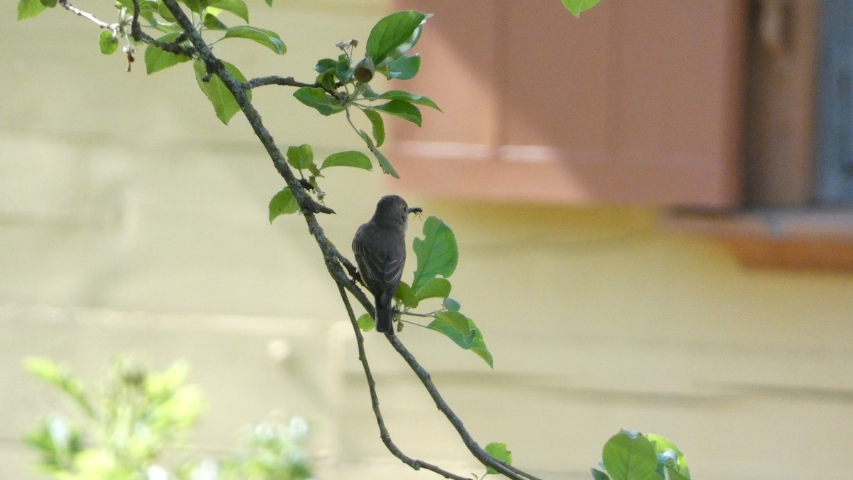 Spotted Flycatcher - ML620690865