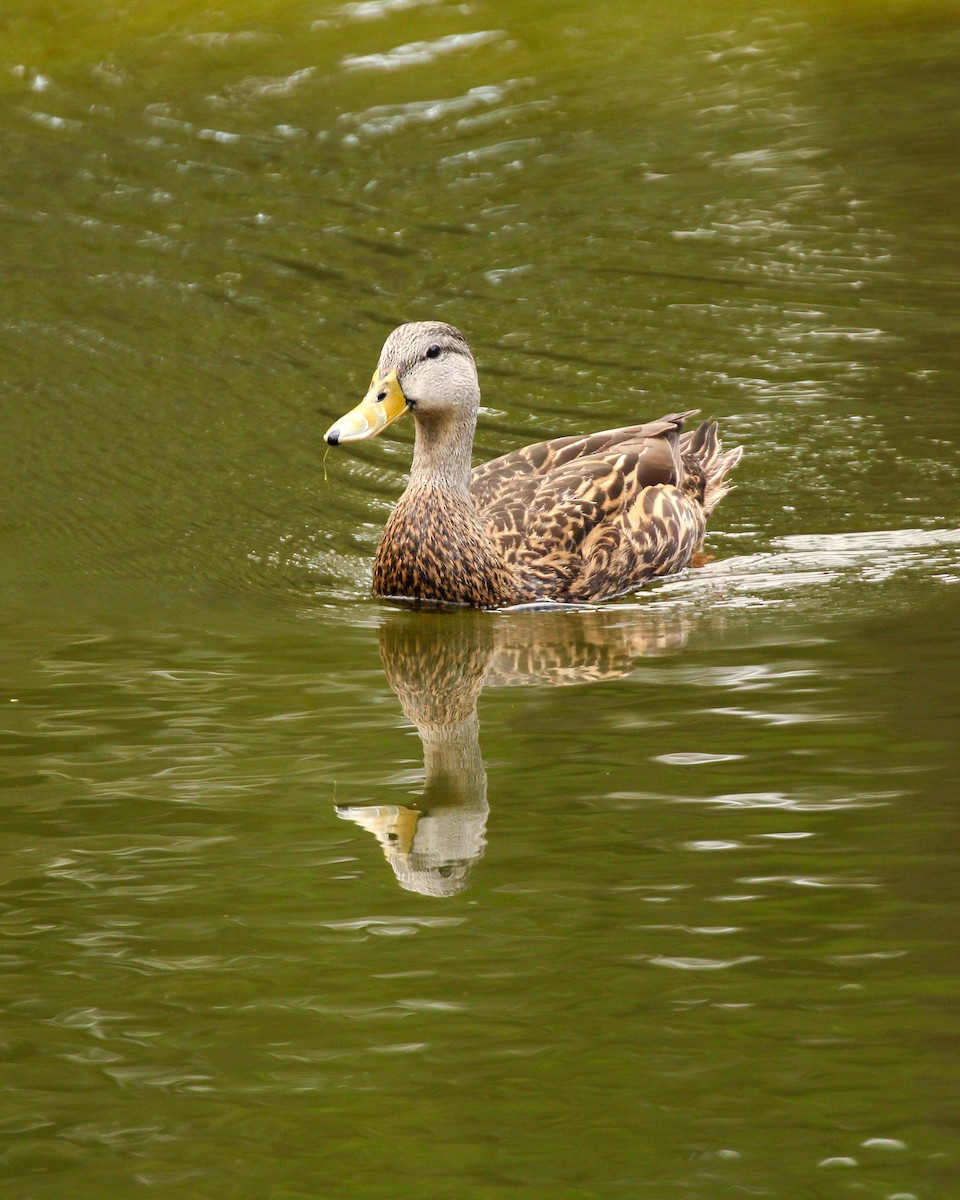 Mottled Duck - ML620690866