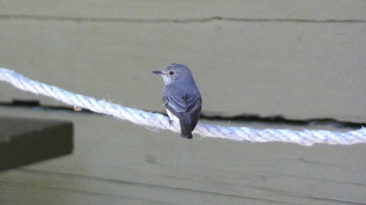 Spotted Flycatcher - ML620690867