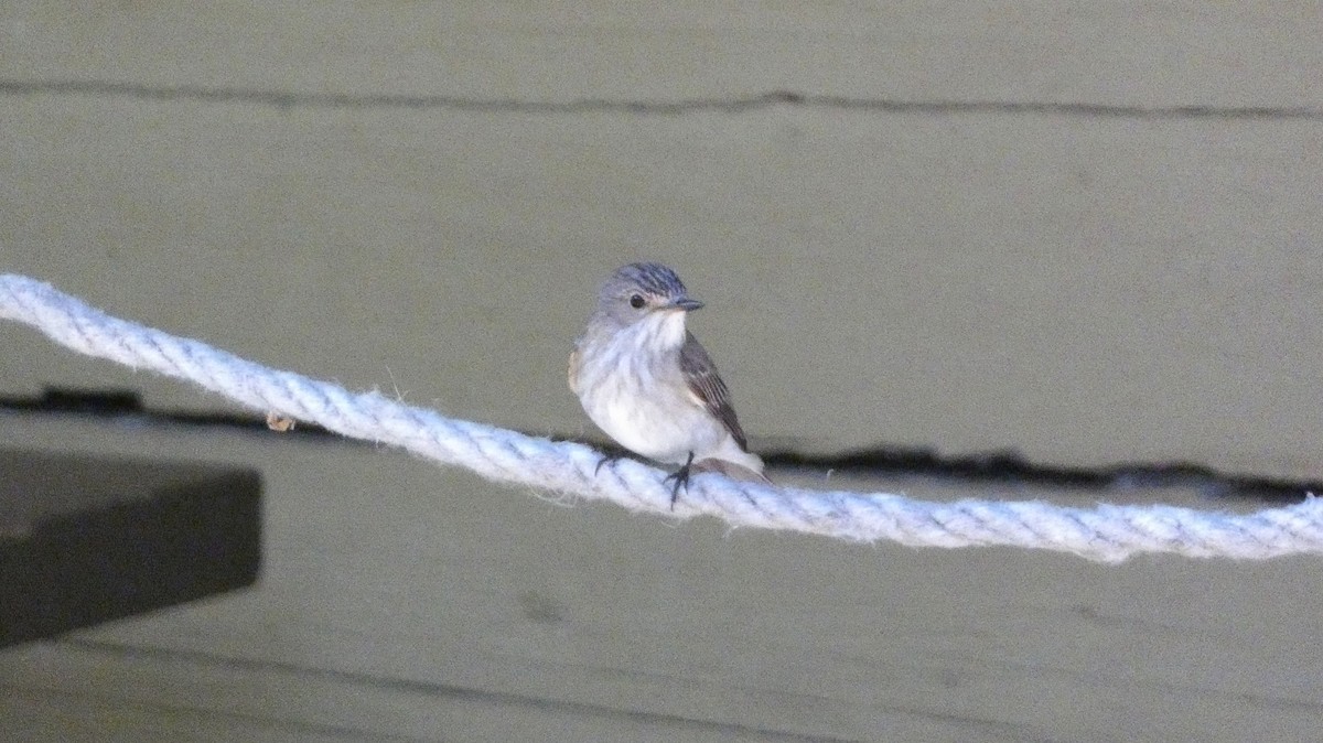 Spotted Flycatcher - ML620690868