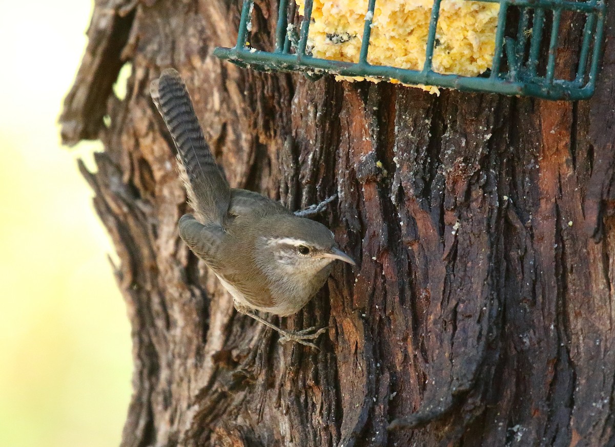 Bewick's Wren - Greg Gillson