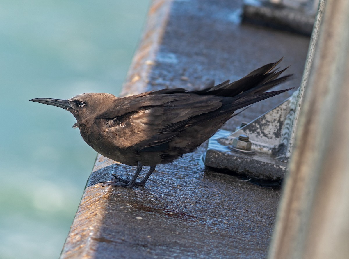 Brown Noddy - Mark and Holly Salvato