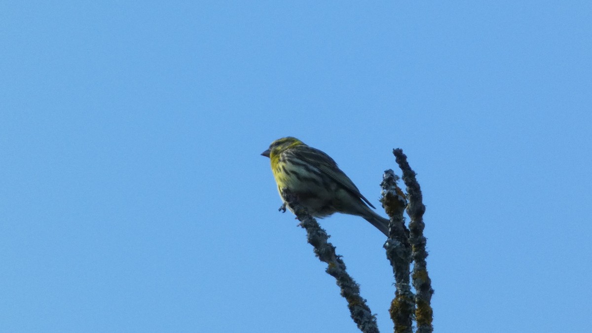 European Serin - ML620690873