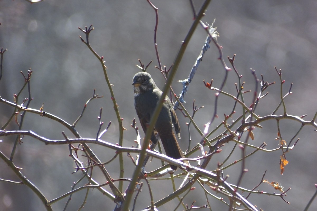 Fox Sparrow - ML620690874