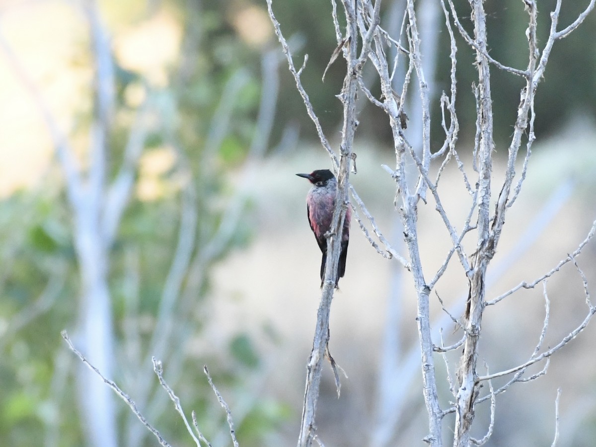 Lewis's Woodpecker - ML620690876