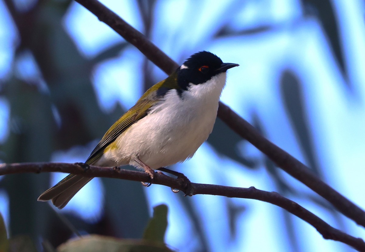 White-naped Honeyeater - Catarina Gregson