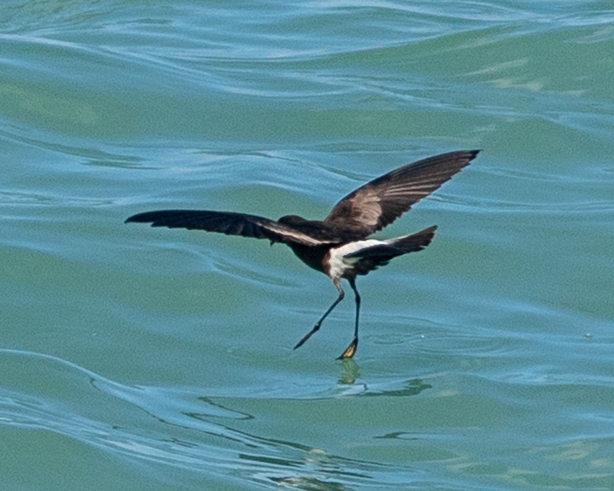 Wilson's Storm-Petrel - Mark and Holly Salvato