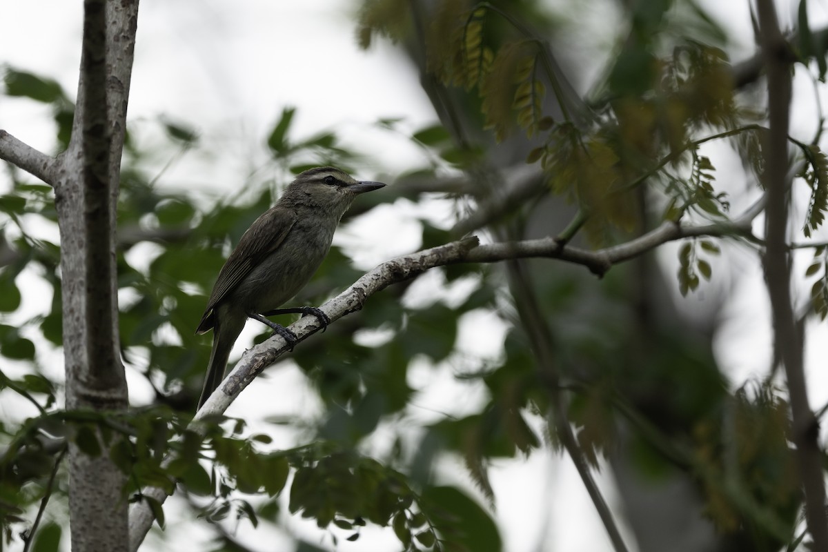 Yucatan Vireo - Luis Guillermo