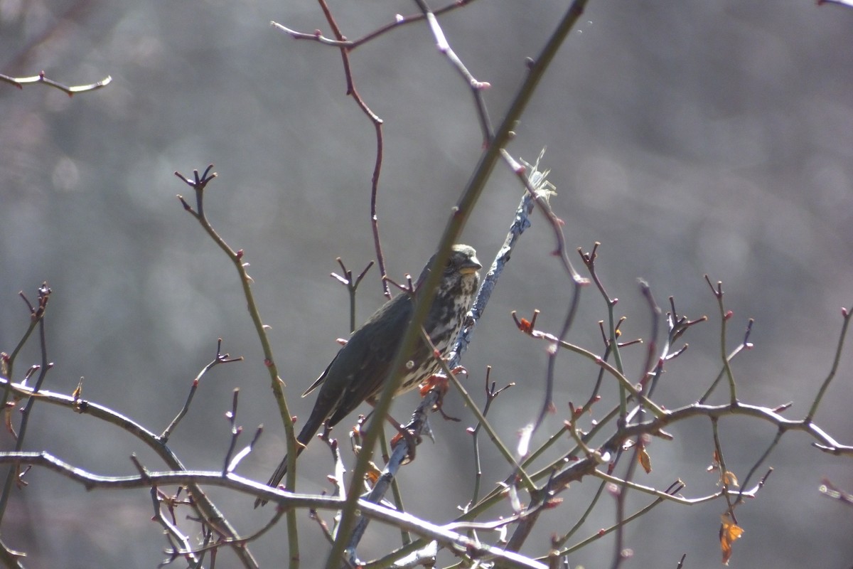 Fox Sparrow - ML620690883