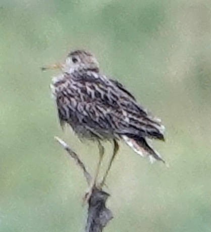 Upland Sandpiper - ML620690884