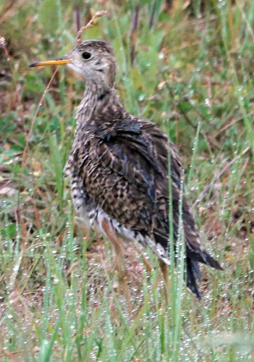 Upland Sandpiper - Doug Wassmer