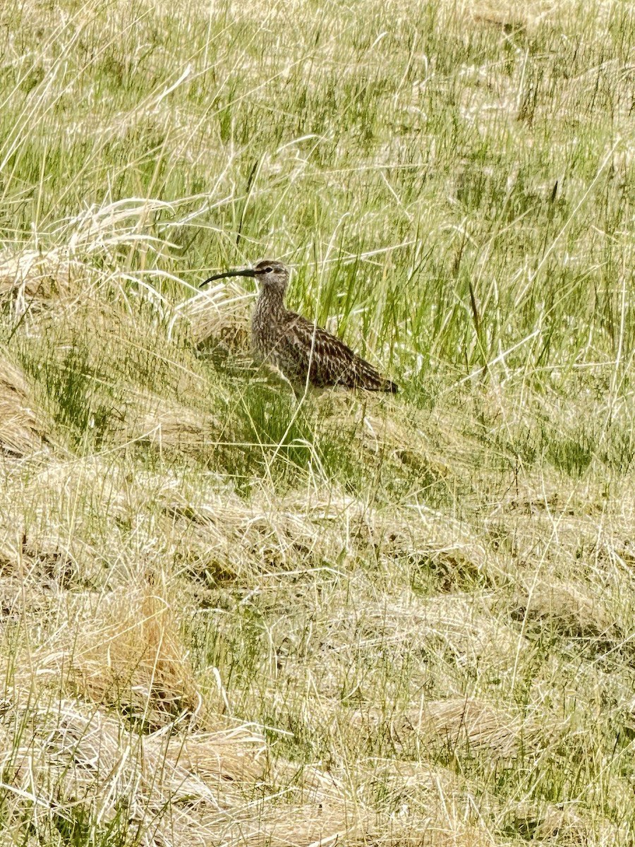 Whimbrel - ML620690886