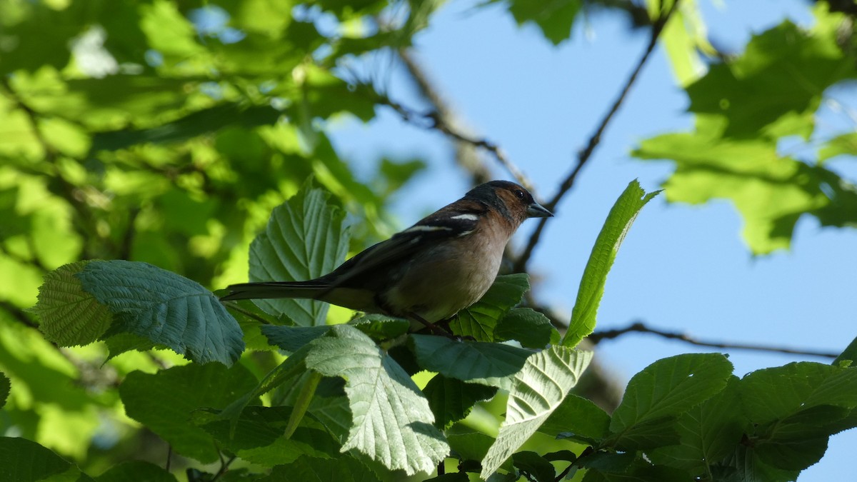 Common Chaffinch - ML620690889