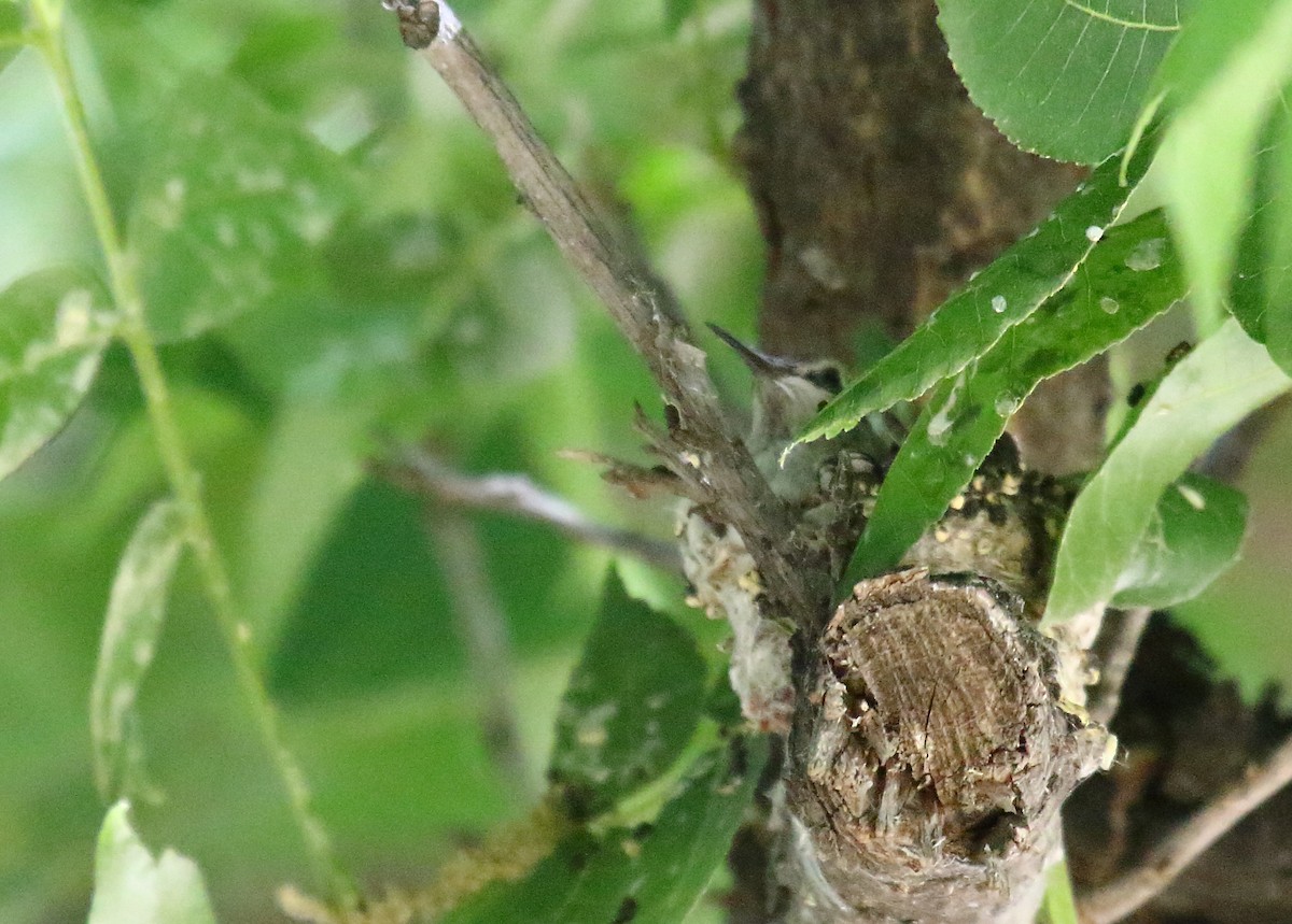 Costa's Hummingbird - ML620690891