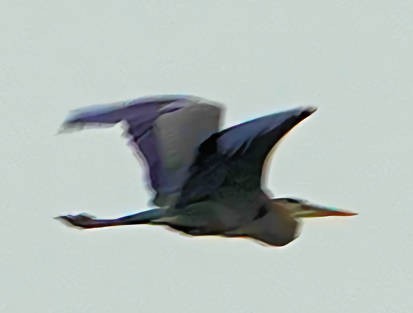 Great Blue Heron - ML620690892