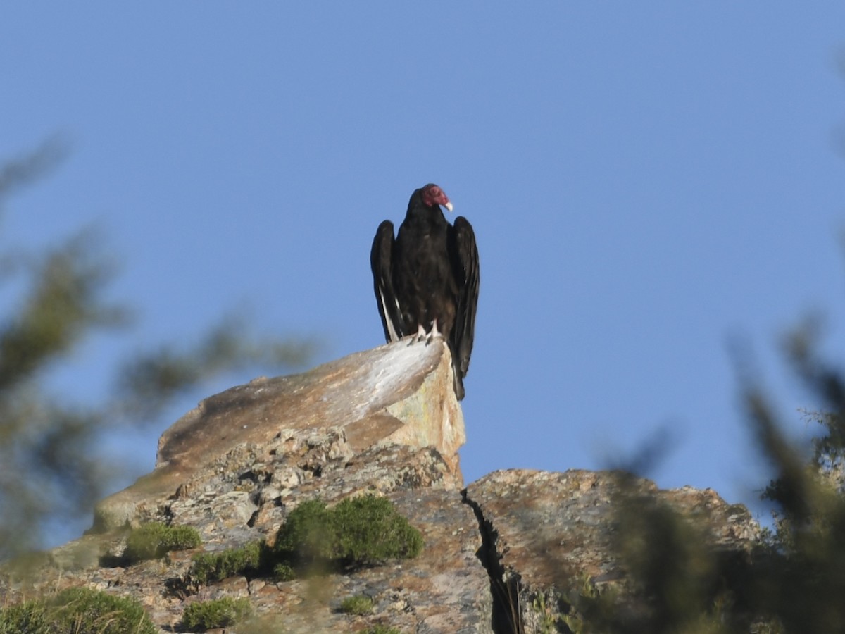 Turkey Vulture - ML620690893