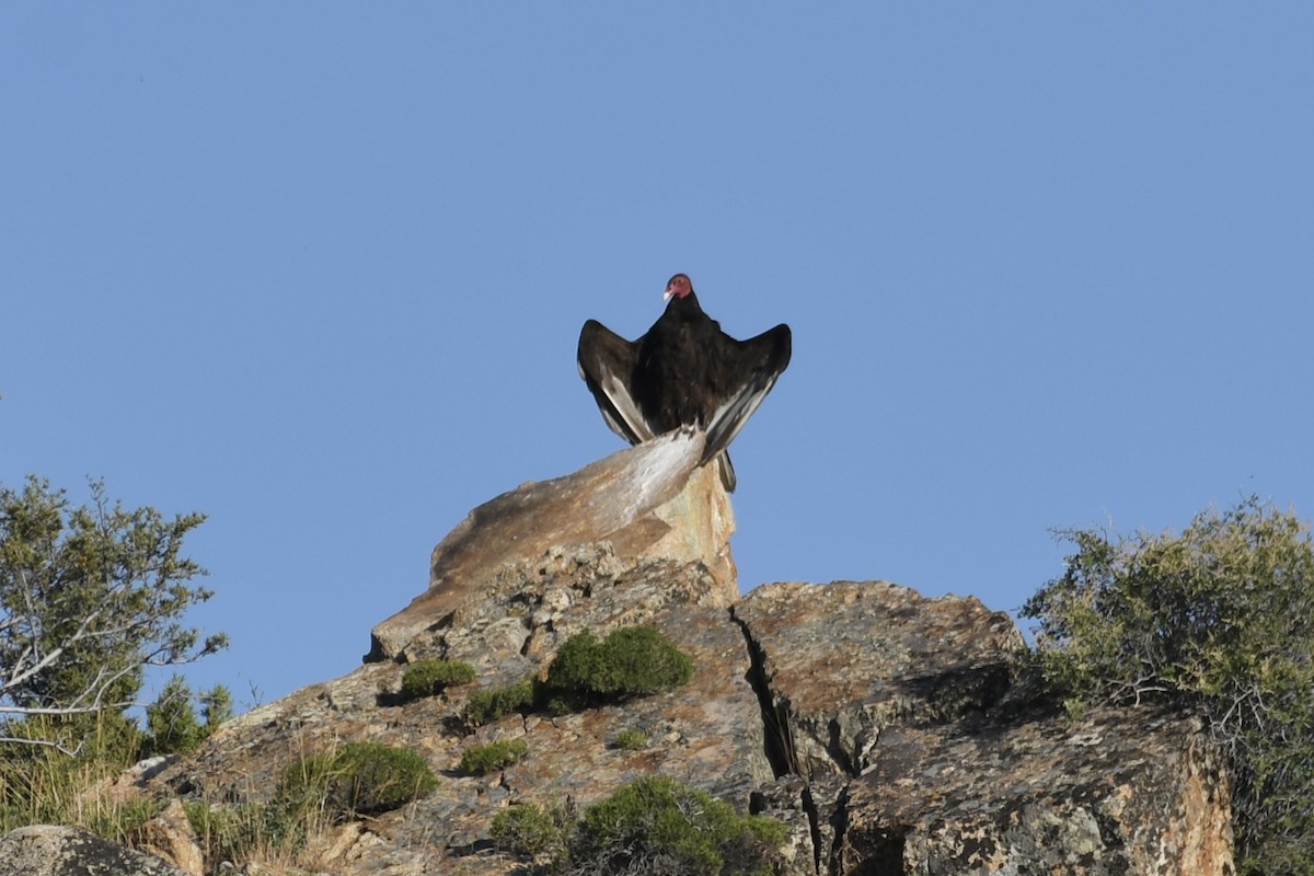 Turkey Vulture - ML620690894