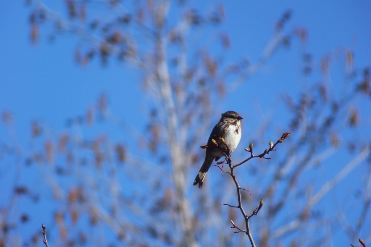 Song Sparrow - ML620690896