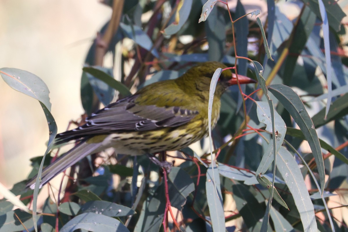 Olive-backed Oriole - ML620690901