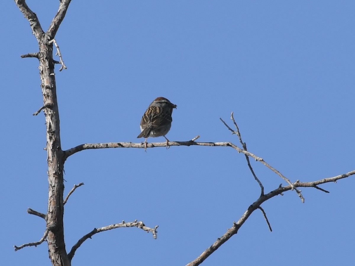 Chipping Sparrow - ML620690903