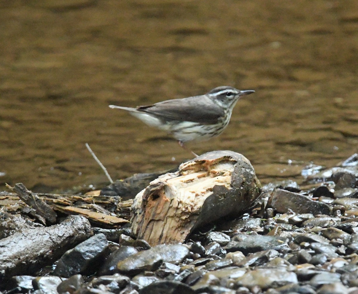 Louisiana Waterthrush - ML620690904