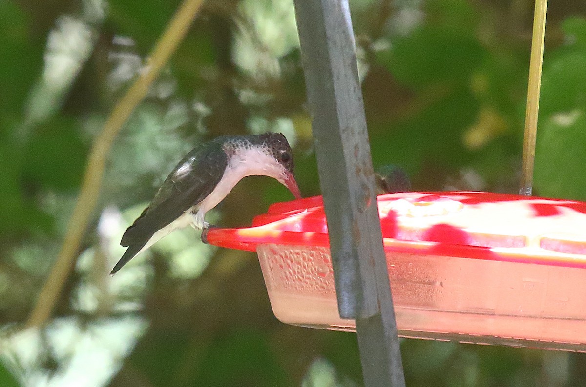 Violet-crowned Hummingbird - ML620690905