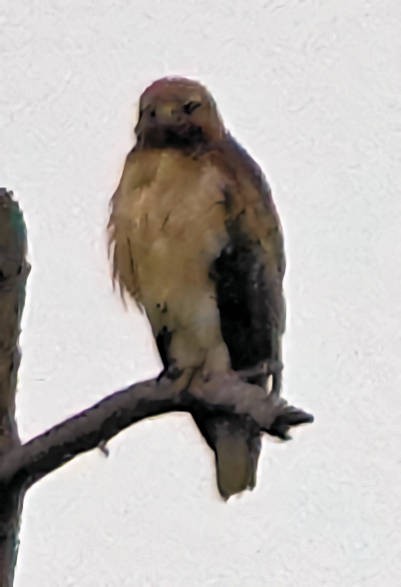 Red-tailed Hawk - ML620690908