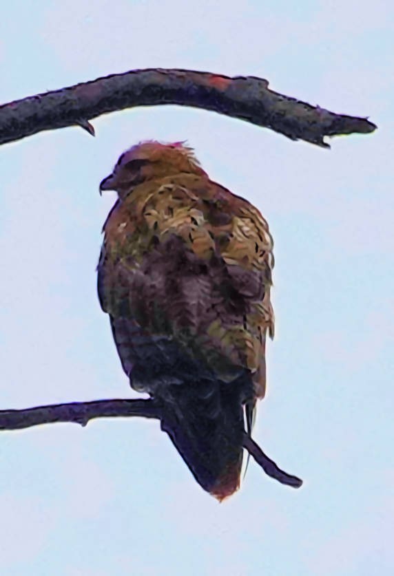 Red-tailed Hawk - ML620690909