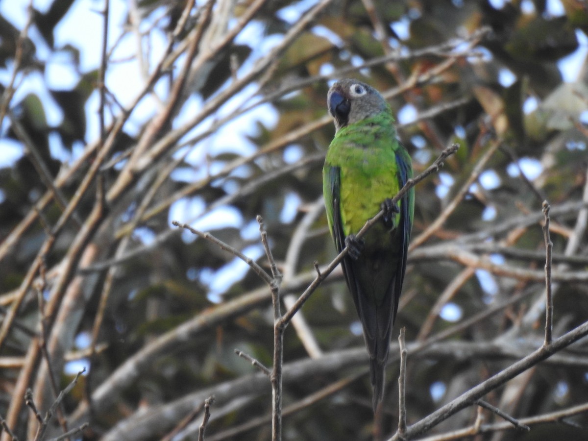 Dusky-headed Parakeet - ML620690910