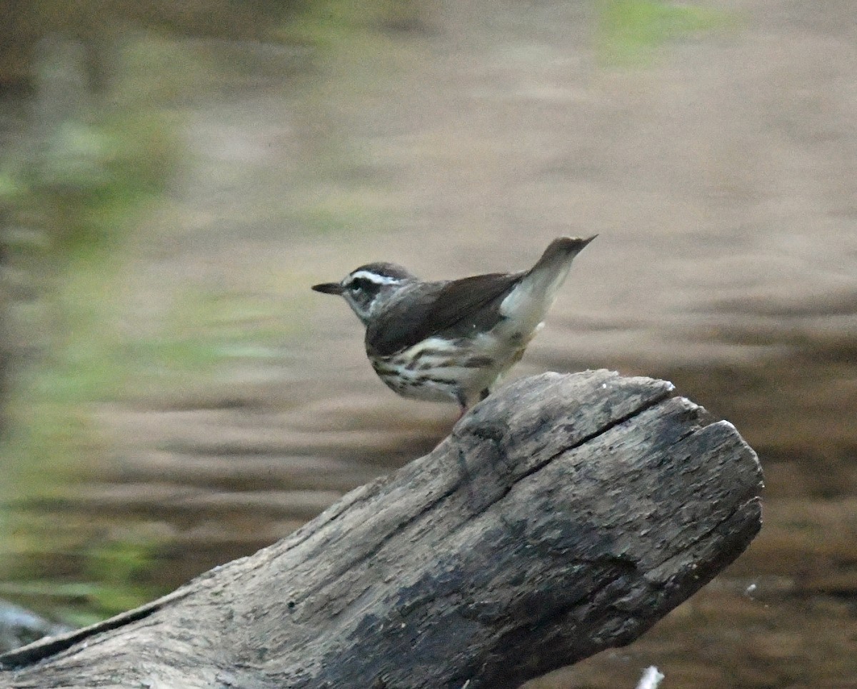 Louisiana Waterthrush - ML620690912