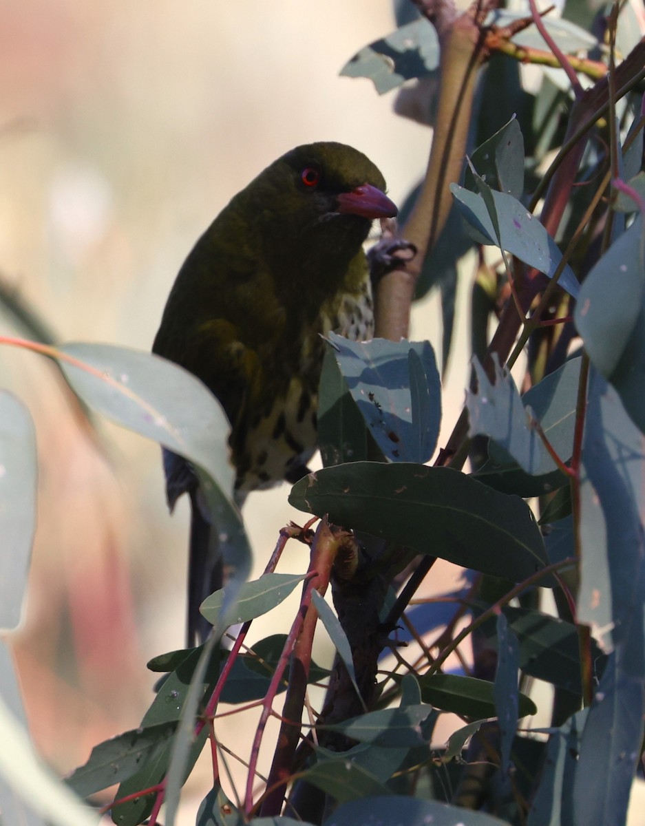 Olive-backed Oriole - ML620690913