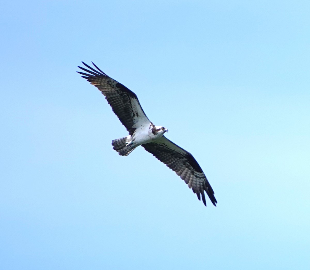 Águila Pescadora - ML620690914