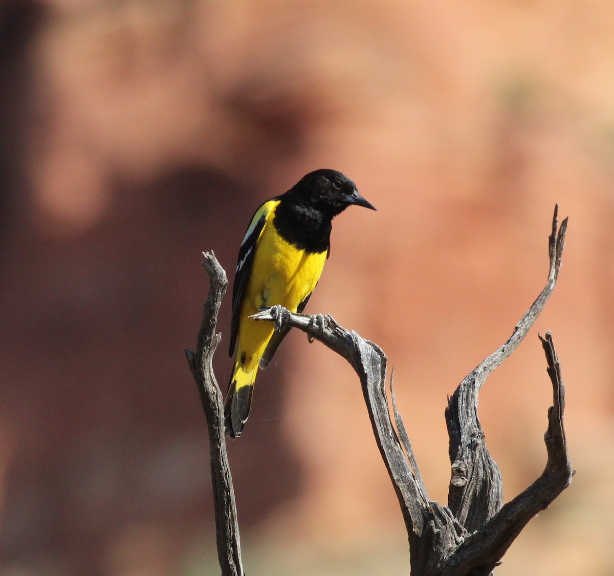 Scott's Oriole - ML620690915