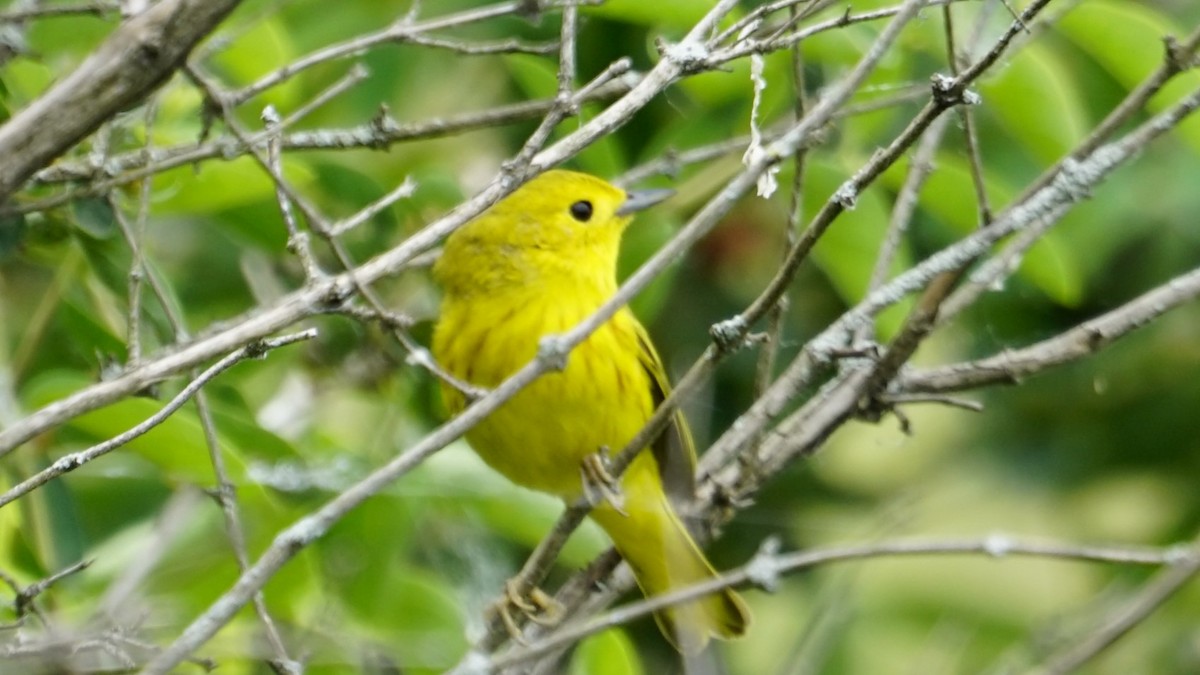 Yellow Warbler - ML620690916