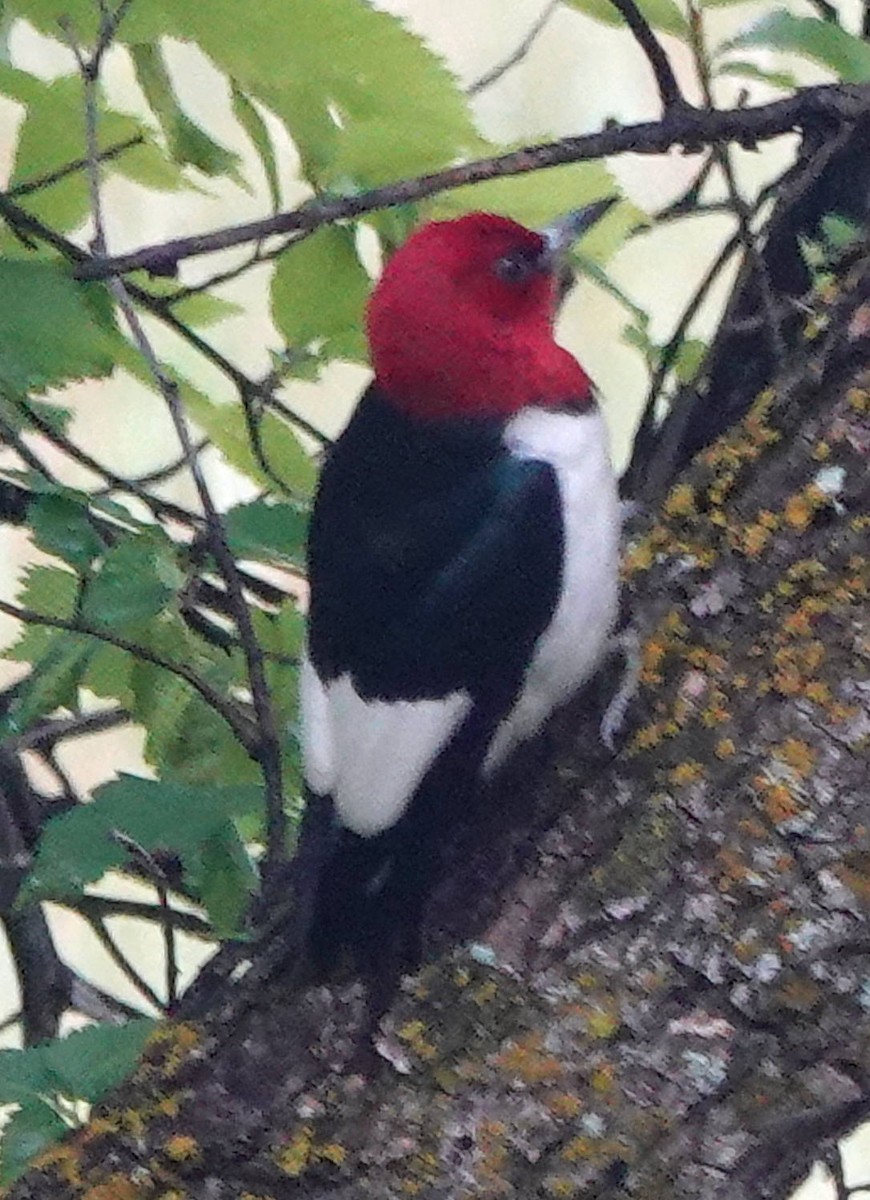 Red-headed Woodpecker - ML620690918