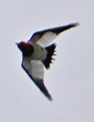 Red-headed Woodpecker - ML620690919