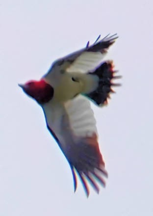 Red-headed Woodpecker - ML620690920