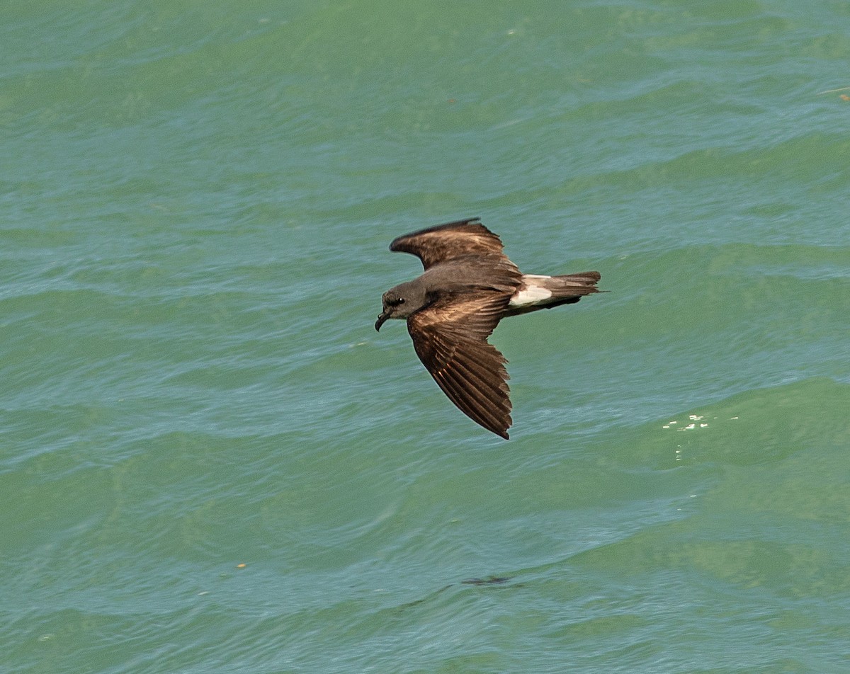 Leach's Storm-Petrel - ML620690921